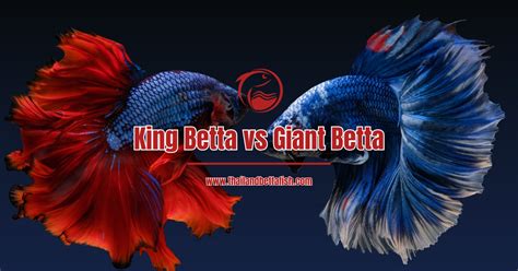 King Betta vs Giant Betta – Thailand Betta Fish.